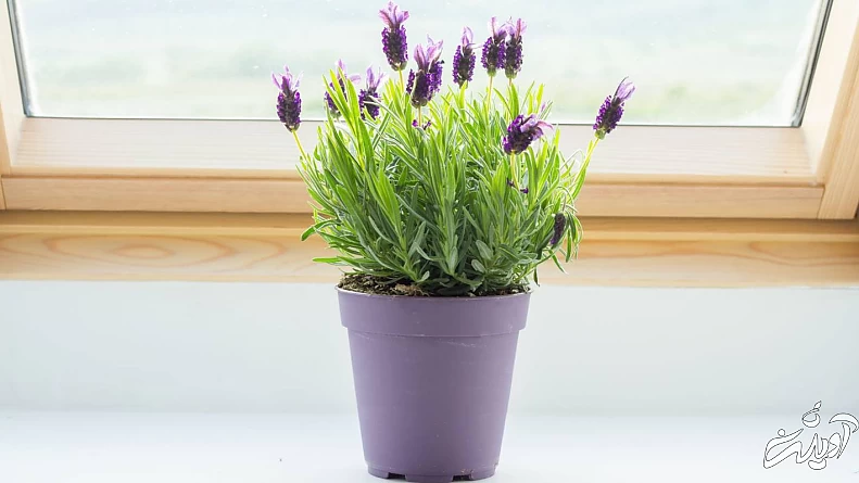 گیاه اسطوخودوس